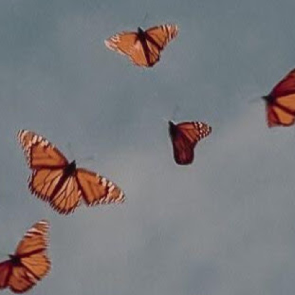 Meet your Posher, Manvitha